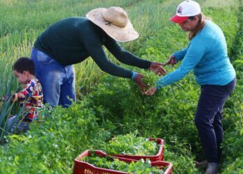MP abre crédito extraordinário de R$ 12 bilhões para produtores rurais quitarem ou renegociarem dívidas. Medida beneficia agricultores familiares, médios e grandes.