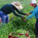 MP abre crédito extraordinário de R$ 12 bilhões para produtores rurais quitarem ou renegociarem dívidas. Medida beneficia agricultores familiares, médios e grandes.