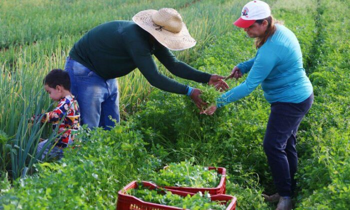 MP abre crédito extraordinário de R$ 12 bilhões para produtores rurais quitarem ou renegociarem dívidas. Medida beneficia agricultores familiares, médios e grandes.