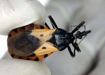 Relatório do CDC indica que a doença de Chagas, transmitida pelo inseto barbeiro, apresenta casos endêmicos em oito estados dos EUA, incluindo Texas, Califórnia e Arizona. Especialistas alertam sobre diagnóstico tardio e risco cardíaco.