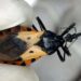 Relatório do CDC indica que a doença de Chagas, transmitida pelo inseto barbeiro, apresenta casos endêmicos em oito estados dos EUA, incluindo Texas, Califórnia e Arizona. Especialistas alertam sobre diagnóstico tardio e risco cardíaco.