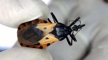 Relatório do CDC indica que a doença de Chagas, transmitida pelo inseto barbeiro, apresenta casos endêmicos em oito estados dos EUA, incluindo Texas, Califórnia e Arizona. Especialistas alertam sobre diagnóstico tardio e risco cardíaco.