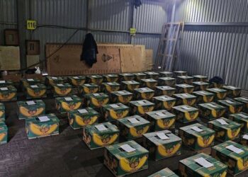 Rússia realiza a maior apreensão de cocaína de sua história: 1,5 tonelada da droga escondida em bananas, avaliada em US$ 240 milhões. Navio saiu do Equador.