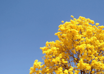 A primavera de 2025 começa com frente fria, temporais e queda de temperatura. O fenômeno La Niña deve impactar o regime de chuvas no Brasil e aumentar o risco de geada no Sul.