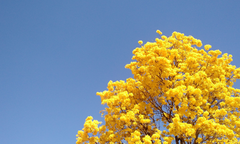 A primavera de 2025 começa com frente fria, temporais e queda de temperatura. O fenômeno La Niña deve impactar o regime de chuvas no Brasil e aumentar o risco de geada no Sul.