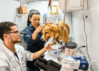 Prefeitura de Vitória abre processo seletivo simplificado para engenheiros e médico veterinário com inscrições online e salários de até R$ 7.200.