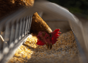A União Europeia declarou o Brasil livre de gripe aviária e autorizou a retomada das exportações de carne de frango. A medida deve beneficiar produtores e abrir espaço para recuperação do setor.