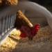 A União Europeia declarou o Brasil livre de gripe aviária e autorizou a retomada das exportações de carne de frango. A medida deve beneficiar produtores e abrir espaço para recuperação do setor.