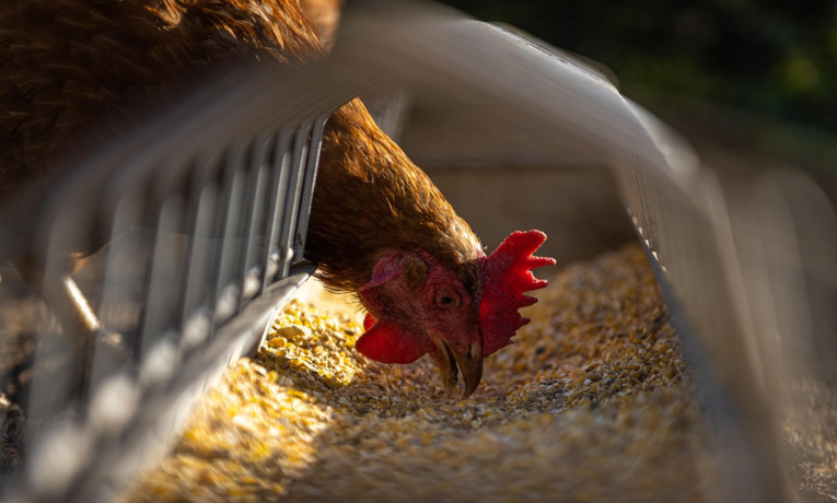 A União Europeia declarou o Brasil livre de gripe aviária e autorizou a retomada das exportações de carne de frango. A medida deve beneficiar produtores e abrir espaço para recuperação do setor.