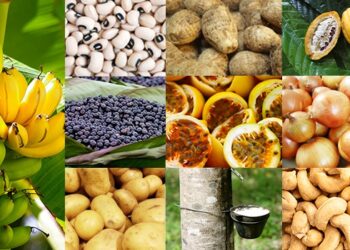 PGPAF de setembro amplia descontos no Pronaf para agricultores familiares. Produtos como alho, feijão, mandioca, cebola e trigo estão entre os contemplados pela nova portaria do MDA.