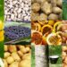 PGPAF de setembro amplia descontos no Pronaf para agricultores familiares. Produtos como alho, feijão, mandioca, cebola e trigo estão entre os contemplados pela nova portaria do MDA.