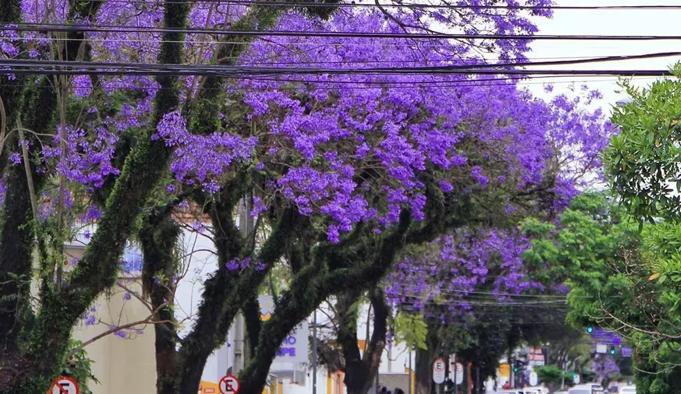 Primavera de 2025 começa com frente fria, temporais, ventos fortes e queda de temperaturas no Sul, Sudeste e Centro-Oeste do Brasil. Geadas podem ocorrer em algumas regiões.