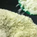 A Conab anunciou R$ 300 milhões para contratos de opção de venda de arroz na safra 2025/26. A ação deve beneficiar produtores, garantir preços justos e reforçar os estoques públicos.
