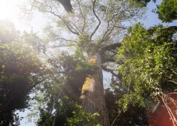 Árvores gigantes da Amazônia, como o angelim-vermelho, chegam a 88,5 metros e até 500 anos de idade. Elas têm papel vital no clima global, mas estão ameaçadas por exploração, desmatamento e garimpo.