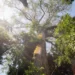 Árvores gigantes da Amazônia, como o angelim-vermelho, chegam a 88,5 metros e até 500 anos de idade. Elas têm papel vital no clima global, mas estão ameaçadas por exploração, desmatamento e garimpo.