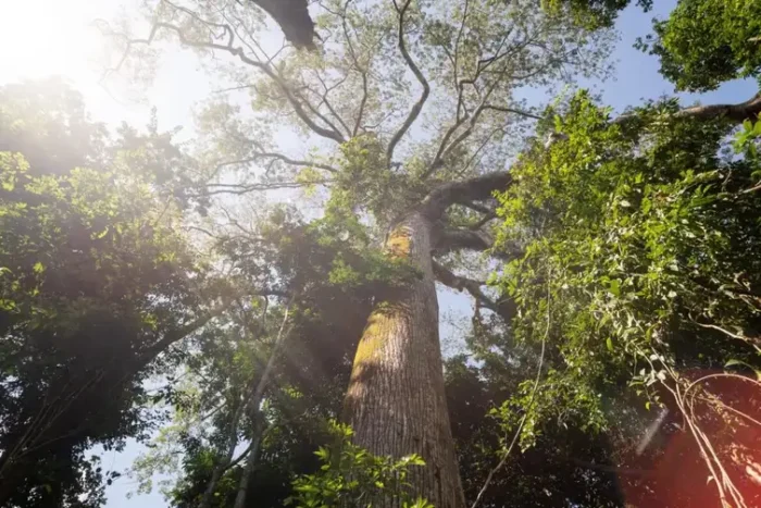 Árvores gigantes da Amazônia, como o angelim-vermelho, chegam a 88,5 metros e até 500 anos de idade. Elas têm papel vital no clima global, mas estão ameaçadas por exploração, desmatamento e garimpo.