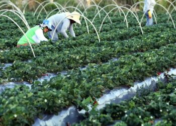 Governo brasileiro adota medidas para proteger a agricultura familiar contra tarifas dos EUA, apoiar exportadores, fortalecer programas sociais e garantir estoques de milho e sementes.