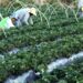 Governo brasileiro adota medidas para proteger a agricultura familiar contra tarifas dos EUA, apoiar exportadores, fortalecer programas sociais e garantir estoques de milho e sementes.