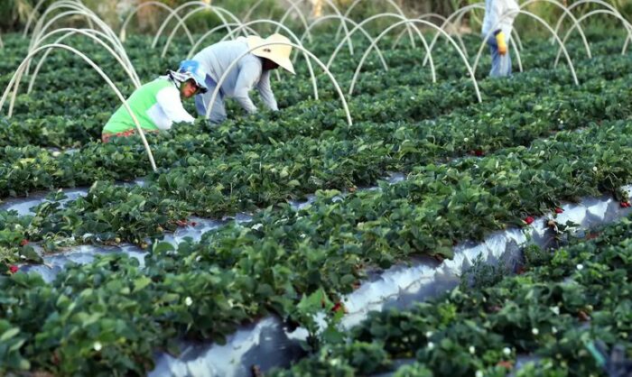 Governo brasileiro adota medidas para proteger a agricultura familiar contra tarifas dos EUA, apoiar exportadores, fortalecer programas sociais e garantir estoques de milho e sementes.