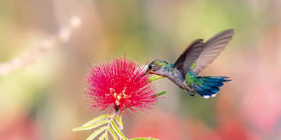 A primavera começou nesta segunda (22) no Brasil e deve trazer chuvas acima da média em parte do Centro-Oeste, Sudeste e litoral do Nordeste, segundo o Inpe. Já o interior do Nordeste e áreas ao sul da Região Norte podem enfrentar estiagem.