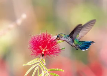 A primavera começou nesta segunda (22) no Brasil e deve trazer chuvas acima da média em parte do Centro-Oeste, Sudeste e litoral do Nordeste, segundo o Inpe. Já o interior do Nordeste e áreas ao sul da Região Norte podem enfrentar estiagem.