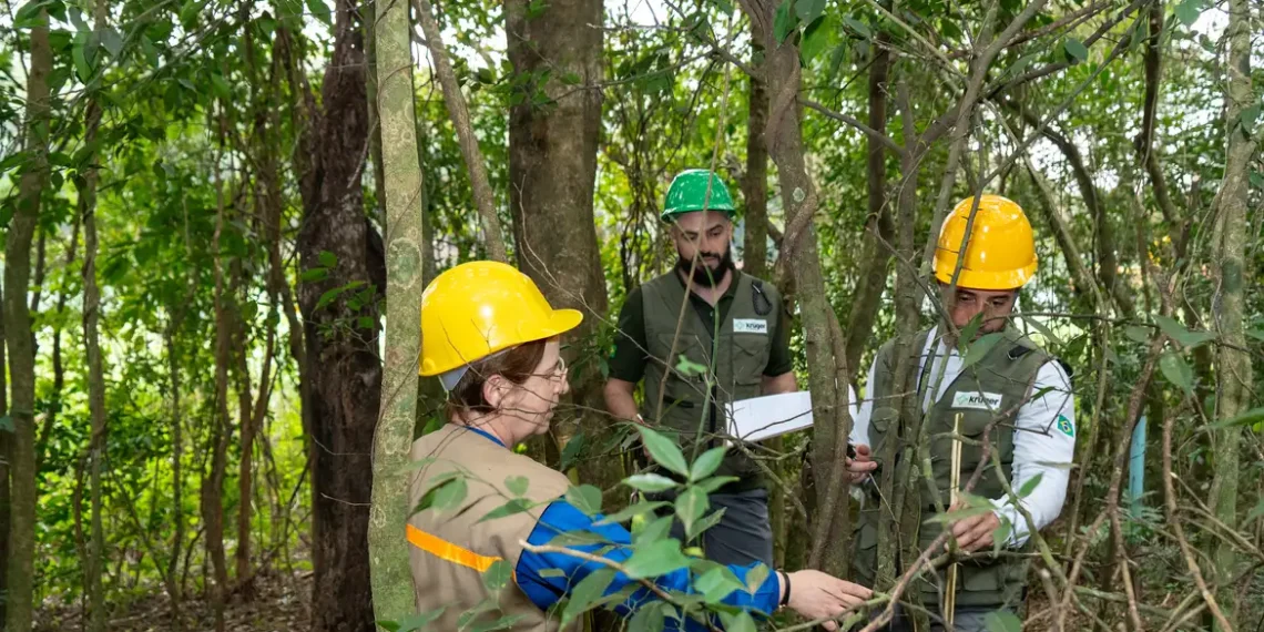 Em 40 anos, Itaipu triplicou a diversidade em sua área de preservação, que hoje abriga 397 espécies de árvores e arbustos. O inventário da hidrelétrica, em parceria com a Embrapa, reforça o papel da proteção ambiental para garantir energia limpa nas próximas décadas.