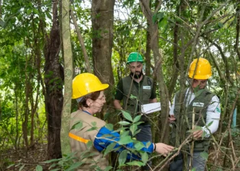 Em 40 anos, Itaipu triplicou a diversidade em sua área de preservação, que hoje abriga 397 espécies de árvores e arbustos. O inventário da hidrelétrica, em parceria com a Embrapa, reforça o papel da proteção ambiental para garantir energia limpa nas próximas décadas.