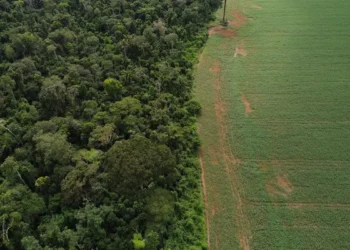Ibama e Conama determinam que estados e DF integrem dados de supressão de vegetação ao Sinaflor em até 180 dias, fortalecendo a gestão florestal e a transparência ambiental no Brasil.