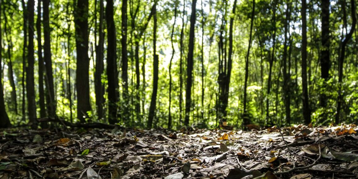 IBGE registra produção econômica de R$ 44,3 bilhões das florestas brasileiras em 2024, alta de 16,7%. Silvicultura lidera, com destaque para eucalipto e exportações de celulose. Norte, Sudeste e Sul concentram maior parte da produção.