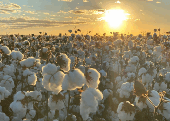 Agropecuária brasileira registra crescimento de 10,1% no segundo trimestre de 2025, impulsionando o PIB e destacando resultados positivos na produção de milho, soja, arroz, algodão e café.