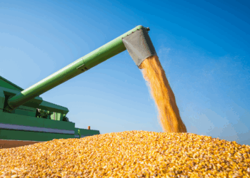 Safra 2025/26 deve atingir recorde de 353,8 milhões de toneladas de grãos e 32,3 milhões de proteínas, segundo Conab. Crédito rural e políticas públicas fortalecem agro.
