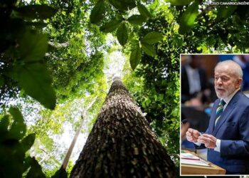 Lula anuncia aporte de US$ 1 bilhão no Fundo de Florestas Tropicais para Sempre. Iniciativa será lançada na COP 30 em Belém e busca financiar a conservação ambiental.