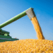 Safra 2025/26 deve atingir recorde de 353,8 milhões de toneladas de grãos e 32,3 milhões de proteínas, segundo Conab. Crédito rural e políticas públicas fortalecem agro.