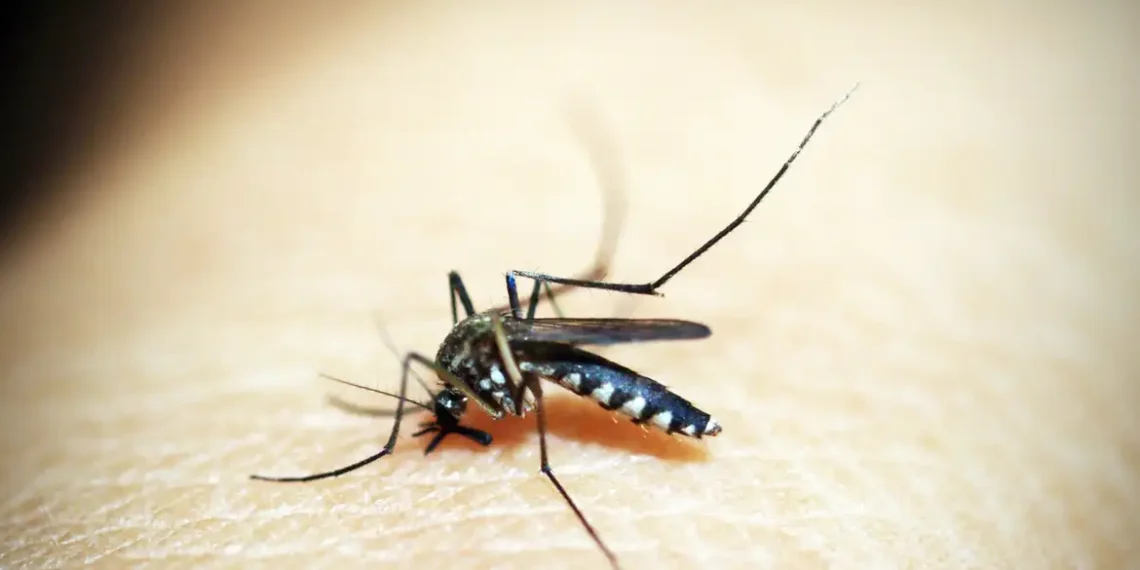 Pesquisa revela que casos de dengue e chikungunya geraram R$ 1,2 bilhão em custos hospitalares no Brasil entre 2015 e 2024. Dengue concentrou mais de R$ 1,15 bilhão do total.