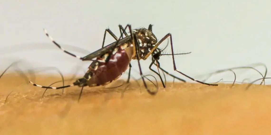 Estudo da Fiocruz analisou 6,9 milhões de nascidos vivos e mostra que infecção por dengue, zika e chikungunya durante a gestação aumenta riscos para mães e bebês, reforçando a importância da prevenção e vacinação.