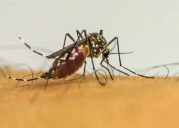 Estudo da Fiocruz analisou 6,9 milhões de nascidos vivos e mostra que infecção por dengue, zika e chikungunya durante a gestação aumenta riscos para mães e bebês, reforçando a importância da prevenção e vacinação.
