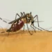 Estudo da Fiocruz analisou 6,9 milhões de nascidos vivos e mostra que infecção por dengue, zika e chikungunya durante a gestação aumenta riscos para mães e bebês, reforçando a importância da prevenção e vacinação.