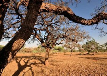 O governo aprovou o Plano de Ação Brasileiro de Combate à Desertificação 2025-2045, com 182 ações para mitigar a seca, recuperar áreas degradadas e fortalecer comunidades vulneráveis.