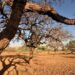 O governo aprovou o Plano de Ação Brasileiro de Combate à Desertificação 2025-2045, com 182 ações para mitigar a seca, recuperar áreas degradadas e fortalecer comunidades vulneráveis.