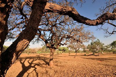 O governo aprovou o Plano de Ação Brasileiro de Combate à Desertificação 2025-2045, com 182 ações para mitigar a seca, recuperar áreas degradadas e fortalecer comunidades vulneráveis.