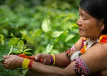 GEF aprova projeto global de microfinanças de US$ 9,2 milhões. No Brasil, foco será em comunidades indígenas, fortalecendo soluções sustentáveis e de adaptação climática.