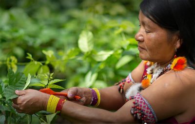 GEF aprova projeto global de microfinanças de US$ 9,2 milhões. No Brasil, foco será em comunidades indígenas, fortalecendo soluções sustentáveis e de adaptação climática.