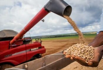 A Conab realizará leilões nos dias 10 e 11 de setembro para escoar 32,4 mil toneladas de feijão da safra 2024/2025, com investimento de até R$ 21,7 milhões para apoiar produtores do Sul do país.