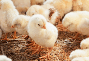 Brasil conclui acordo com Burkina Faso para exportar bovinos vivos, sêmen, embriões, alevinos e aves. Com o anúncio, o agronegócio brasileiro chega a 434 aberturas de mercado desde 2023.