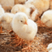 Brasil conclui acordo com Burkina Faso para exportar bovinos vivos, sêmen, embriões, alevinos e aves. Com o anúncio, o agronegócio brasileiro chega a 434 aberturas de mercado desde 2023.