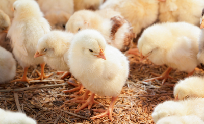 Brasil conclui acordo com Burkina Faso para exportar bovinos vivos, sêmen, embriões, alevinos e aves. Com o anúncio, o agronegócio brasileiro chega a 434 aberturas de mercado desde 2023.