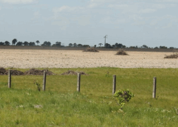 Deter NF amplia monitoramento da Amazônia Legal com uso de inteligência artificial. Sistema do Inpe e MMA detecta desmatamento e degradação em áreas não florestais, fortalecendo o combate às irregularidades ambientais.