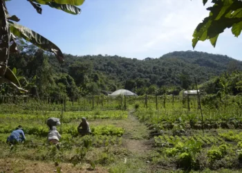 O presidente Lula assinou MP que libera R$ 12 bilhões para renegociação de dívidas rurais. A medida atende até 100 mil agricultores afetados por secas e enchentes, com prazos de nove anos e juros reduzidos.