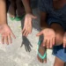 IBGE aponta aumento de 22% no trabalho infantil entre crianças de 5 a 9 anos em 2024, o maior da série histórica. Fundação Maria Cecilia cobra políticas públicas urgentes.