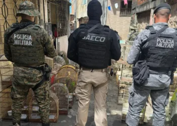 Um dos maiores traficantes de animais silvestres do país foi preso em Salvador durante a Operação Fauna Protegida. O grupo criminoso vendia aves por até R$ 80 mil, praticava maus-tratos e lavagem de dinheiro.
